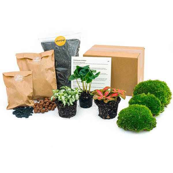 Image of Flaschengarten Starterset Coffea Arabica – Pflanzenterrarium mit Kaffeepflanze, Fittonia Weiß & Rot – Schritt – für – Schritt Pflegeplan-0