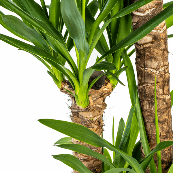Image of Yucca Elephantipes – Riesen – Palmlilie – Zimmerpflanze Ø24cm ↕120-140cm – Robust & pflegeleicht – Schwertförmige Blätter – Modernes Design-2