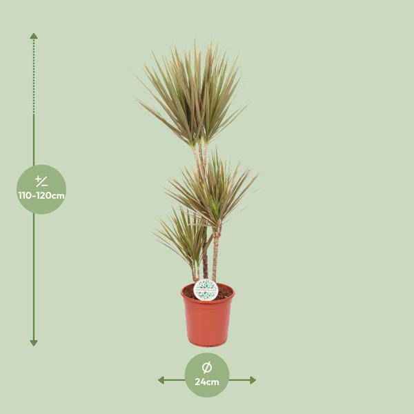 Image of Drachenbaum Dracaena Bicolor – Ø24cm ↕115cm – Exotische Zimmerpflanze – Luftreinigend & Pflegeleicht-1