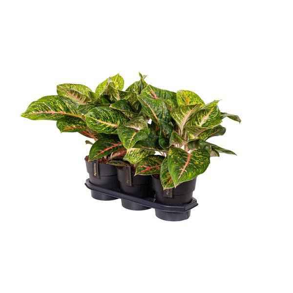 Image of Kolbenfaden – Aglaonema Frühling Rot – Zimmerpflanze – Ø19cm – ca. 60cm hoch – dekorative pflegeleichte Pflanze für Wohnung & Büro-0