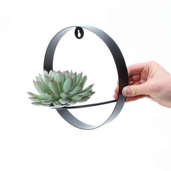 Image of Sukkulente Echeveria Pulidonis – Rootless Schnitt – Sukkulente – Ø12-14cm Rosette im schwarzen Wanddeko Ring Ø20cm
