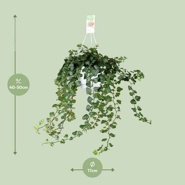 Image of Efeu – Hedera Helix Wonder Green – Zimmerpflanze – Ø24cm – 70cm Höhe – Luftreinigend & Pflegeleicht – Kletterpflanze für Wohnräume-1