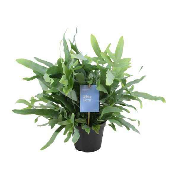 Image of Blaufarn Phlebodium Blauer Farn Zimmerpflanze Ø14cm ↕40cm – pflegeleichte Grünpflanze für Wohnzimmer, Büro & helle Standorte kaufen