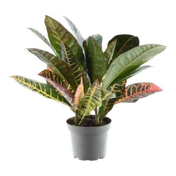Image of Codiaeum variegatum 'Petra' – Wunderstrauch – Buntblättrige Zimmerpflanze – Exotische Dekopflanze – Pflegeleicht – ↕30cm – Ø12cm-0