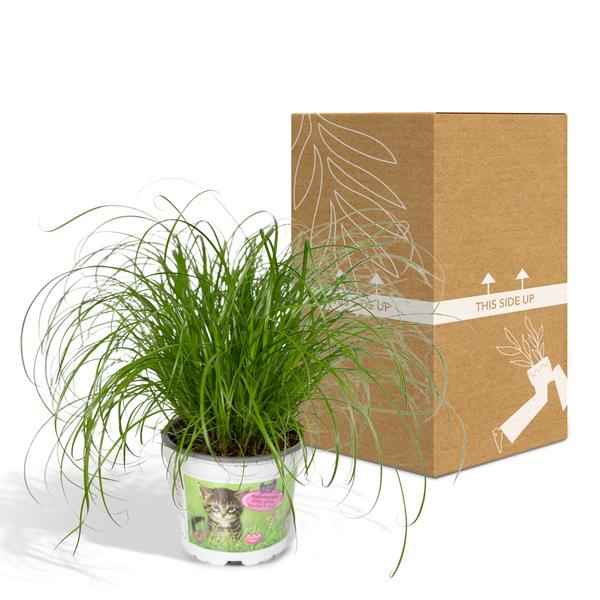 Image of Katzengras Cyperus alternifolius Zimmerpflanze Ø12cm ↕20cm – pflegeleichte Grünpflanze für Wohnzimmer, Büro & helle Standorte kaufen