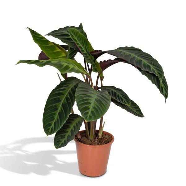 Image of Calathea Warscewiczii – Pfauenpflanze – Ø19cm x H70cm – Samtige Zimmerpflanze mit gemusterten Blättern – Für schattige Standorte – Pflegeleicht-0