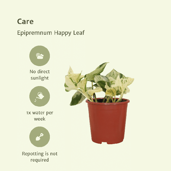Image of Efeutute – Epipremnum Happy Leaf (Scindapsus) – 4 Pflanzen – Ø12cm – Höhe ca. 15cm – Kletter – & Hängepflanzen-4