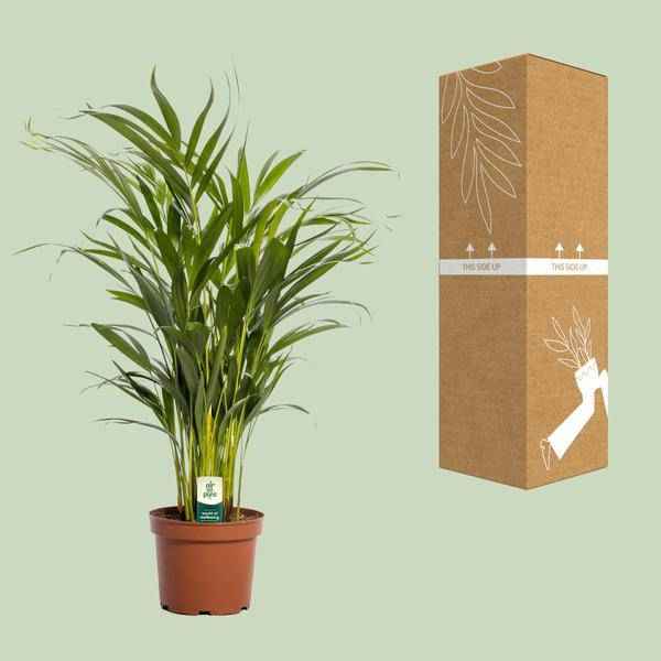 Image of Goldfruchtpalme Dypsis lutescens Zimmerpflanze Ø17cm ↕65cm – tropische Grünpflanze für Wohnzimmer, Büro & helle Standorte kaufen-2