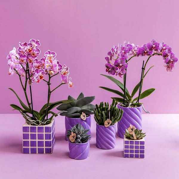 Image of Candy Blumentopf Flieder Ø9cm – Keramiktopf in runder Form – Pflanzentopf für Orchideen, Sukkulenten & Grünpflanzen-1