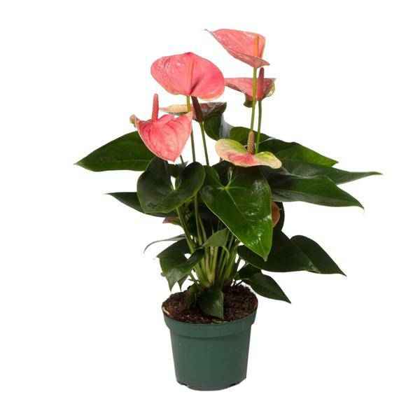 Image of Flamingoblume Anthurium Sweet Dream Zimmerpflanze Ø12cm ↕35cm – pflegeleichte Grünpflanze für Wohnzimmer, Büro & helle Standorte kaufen-0