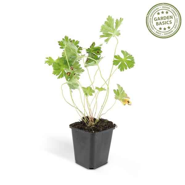 Image of Storchschnabel Geranium Rozanne – 12 Pflanzen – ↕10-25cm – Ø9cm – Lilafarbene Blüten – Bodendecker & Gartenpflanze – Lange Blütezeit