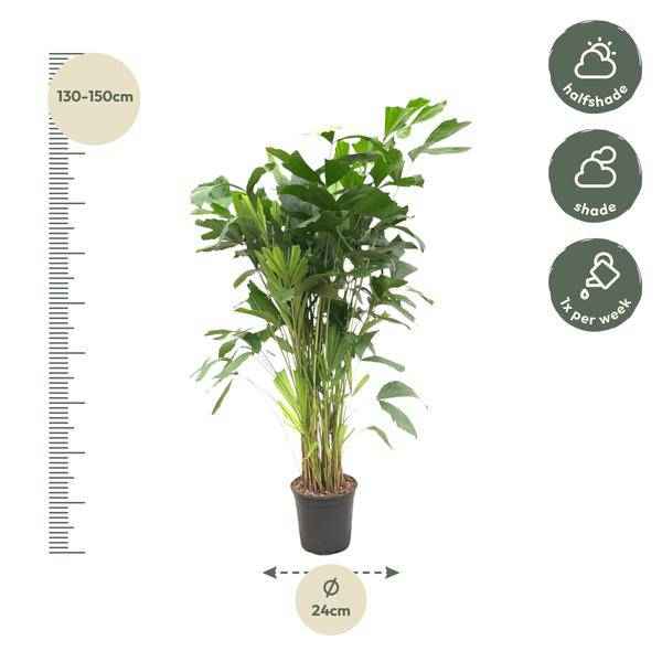 Image of Caryota Mitis – Fischschwanzpalme – Zimmerpflanze ca. 140cm – Ø24cm – Tropische Palme mit gefiederten Blättern für Wohnzimmer, Büro & Wintergarten-1