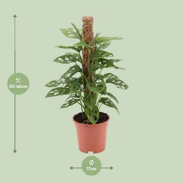 Image of Fensterblatt Monstera Monkey Leaf Zimmerpflanze Ø17cm ↕60cm – pflegeleichte Grünpflanze für Wohnzimmer, Büro & helle Standorte kaufen-1