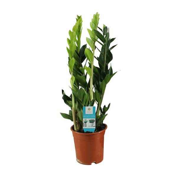 Image of Glücksfeder Zamioculcas Zamiifolia Zimmerpflanze Ø17cm ↕65cm – pflegeleichte Grünpflanze für Wohnzimmer, Büro & helle Standorte kaufen-0