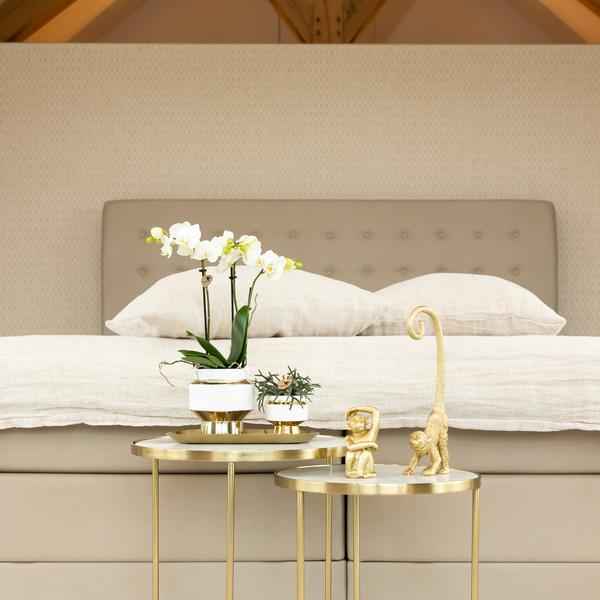 Image of Le Chic Blumentopf Zimmerpflanze Ø9cm mit dekorativem Übertopf – blühende Orchidee für Wohnzimmer, Büro & helle Standorte kaufen-2