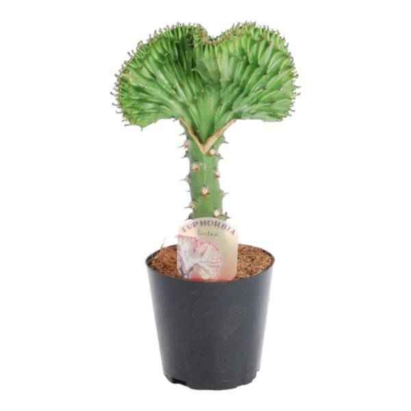 Image of Euphorbia lactea Cristata Grün – Korallen – Wolfsmilch – Zimmerpflanze – Höhe ca. 35cm – Ø12cm – Exotische Sukkulente in Korallenform-0