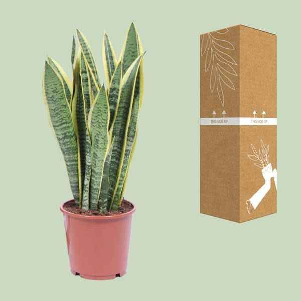 Image of Bogenhanf Sansevieria Trifasciata Laurentii Zimmerpflanze Ø14cm ↕50cm – pflegeleichte Grünpflanze für Wohnzimmer, Büro & helle Standorte kaufen-2