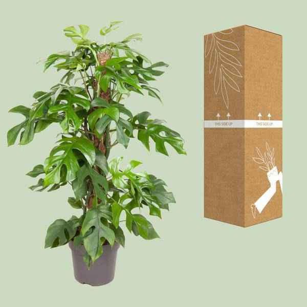 Image of Fensterblatt Monstera Minima – Ø19cm – ↕80cm – Pflegeleichte Zimmerpflanze mit dekorativen Blättern-2