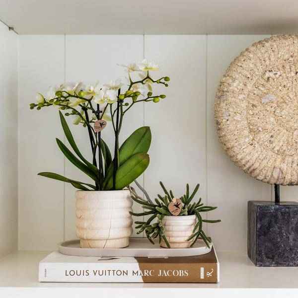 Image of Dekotopf Marmor – Hell – Ø6cm – Eleganter Keramik Blumentopf in Marmoroptik – Zeitloses Design – Für Mini-Pflanzen, Sukkulenten & Kakteen-1