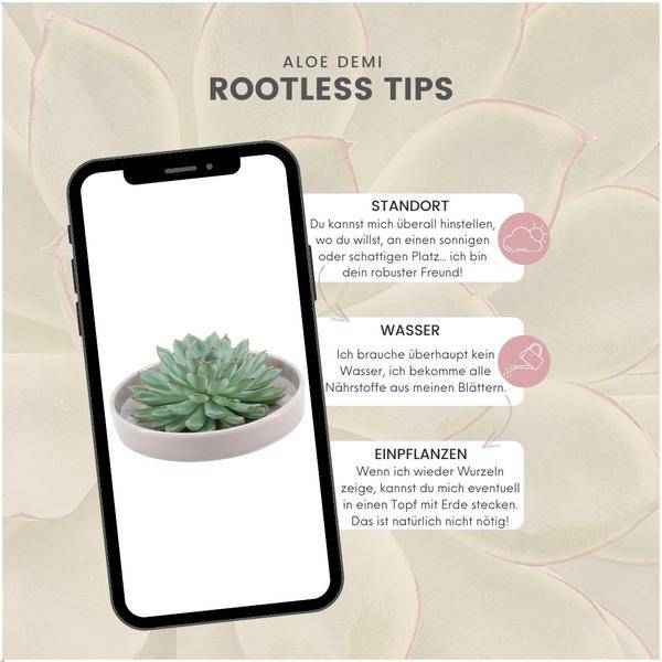 Image of Sukkulente – Echeveria pulidonis ROOTLESS – Ø20cm Schale Taupe – Zimmerpflanze ohne Wurzeln – Pflegeleichte Schnitt