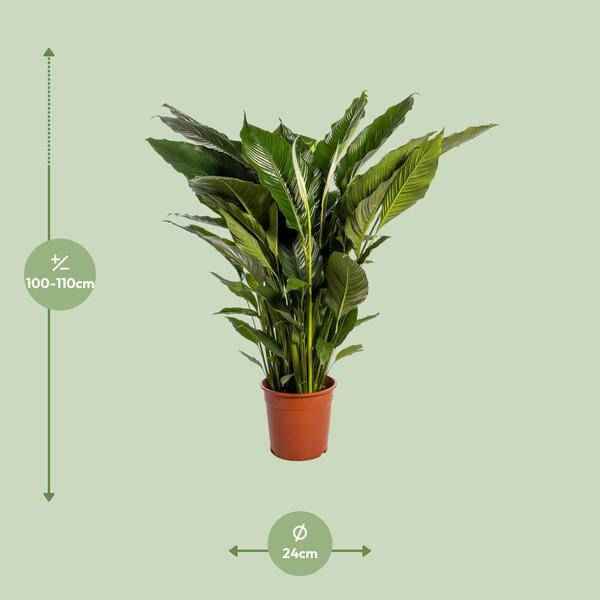 Image of Einblatt Spathiphyllum Sweet Sebastiano Blanco – Ø24cm – ↕110cm – Pflegeleichte Friedenslilie mit weißen Blüten-1