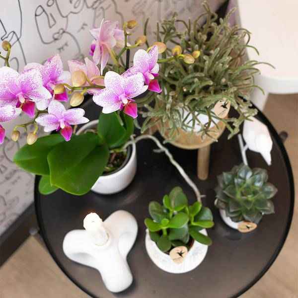 Image of Phalaenopsis Orchidee – Rosa Mineral Rotterdam – Ø9cm – Blühende Zimmerpflanze – 2-3 Zweige – Pflegeleicht & dekorativ – Für Wohnzimmer, Büro & Bad-4