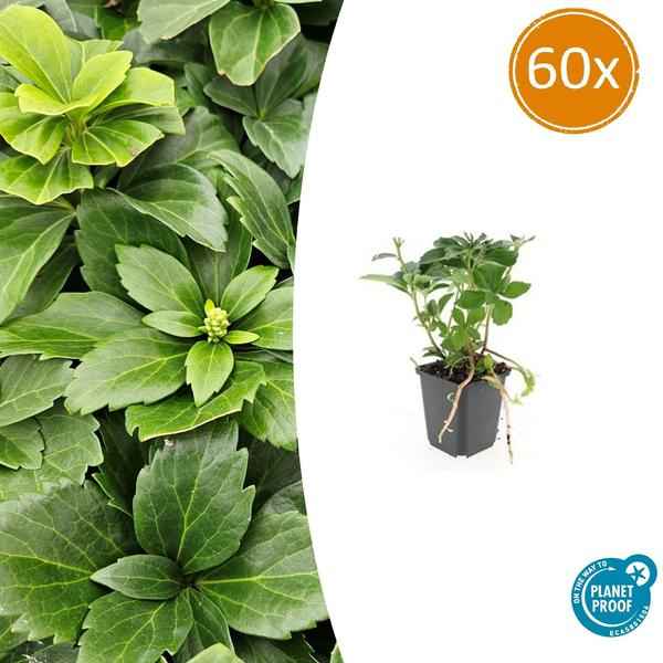 Image of Pachysandra terminalis – 60 Pflanzen – Japanischer Ysander – Immergrüner Bodendecker – Schattengarten – Dichtes Dunkelgrün – Pflegeleicht