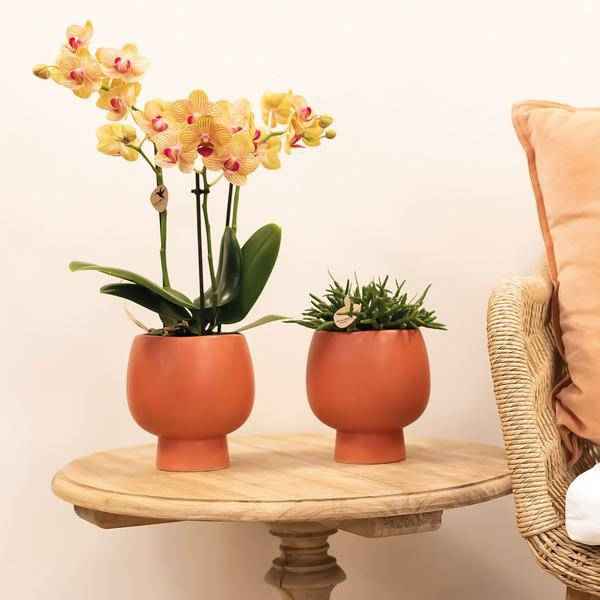 Image of Phalaenopsis Orchid Orange Jamaica Zimmerpflanze Ø9cm – blühende Orchidee für Wohnzimmer, Büro & helle Standorte kaufen-2