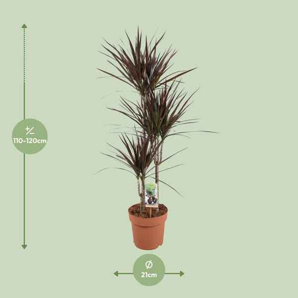 Image of Drachenbaum Dracaena Magenta – Ø21cm – ca.120cm Zimmerpflanze – Elegante Grünpflanze mit aufrechtem Wuchs – Pflegeleicht für Wohnzimmer Büro & Empfangsbereiche-1