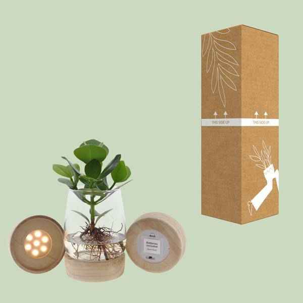 Image of Clusia im Kingston Glas mit LED – Ø12cm – ↕30cm – Hydrokultur im dekorativen Glasgefäß-2