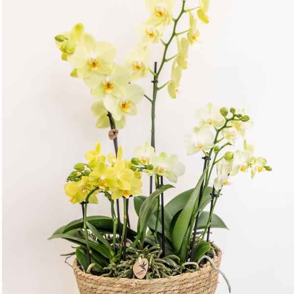 Image of Einlage mit Wasserreservoir für Orchideenschale – Bewässerungssystem für Orchideen – Feldstrauß 1x12cm + 2x9cm + 3x WaterWicks – Ø25cm