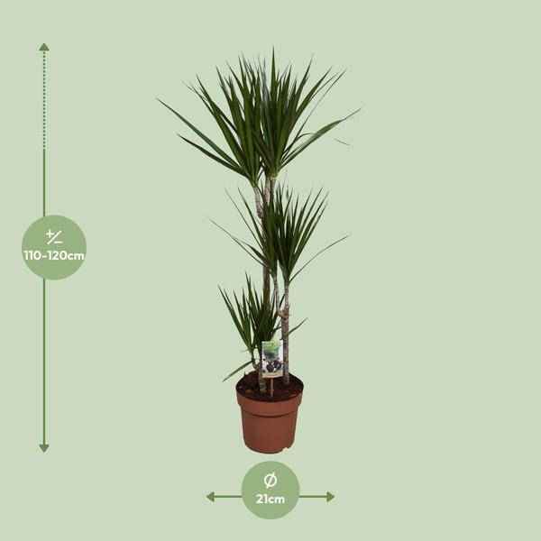 Image of Drachenbaum – Dracaena marginata – Zimmerpflanze – Ø21cm – ↕120cm – pflegeleichte dekorative Grünpflanze für Innenräume-1