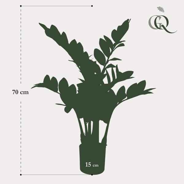 Image of Kunstpflanze Zamioculcas ↕70cm – künstliche Grünpflanze für Wohnzimmer, Büro, Flur & pflegeleichte Deko-4