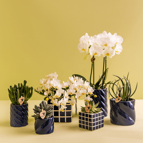 Image of Amabilis Orchidee Weiß & Sukkulente Haworthia – Zimmerpflanzen Set – Candy Dekotöpfe Blau Ø9cm & Ø6cm – Pflanzenset für Wohnzimmer & Geschenkidee