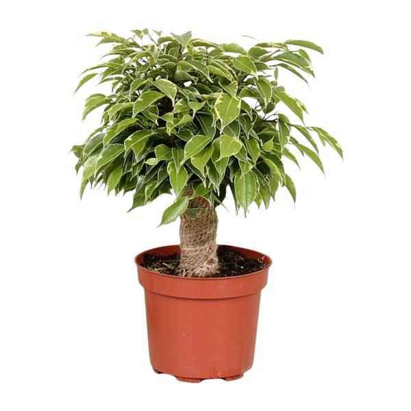 Image of Birken – Feige – Ficus Benjamina Kinky – Zimmerpflanze Ø12cm ↕28cm – pflegeleichte luftreinigende Grünpflanze für Zuhause und Büro