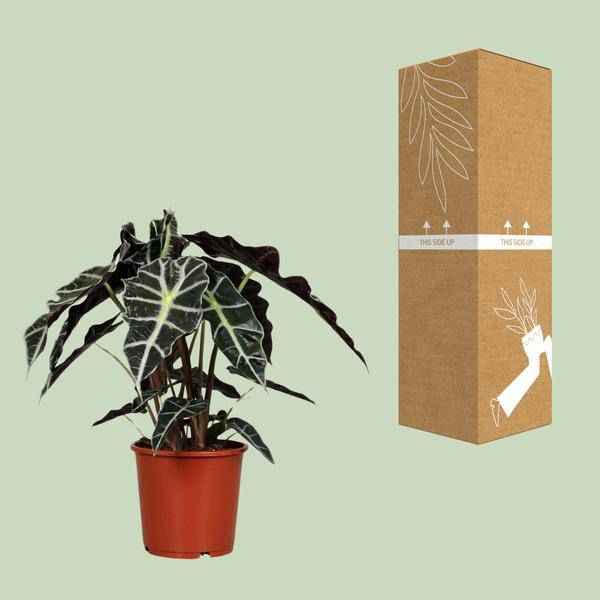 Image of Pfeilblatt – Alocasia Polly – Zimmerpflanze – Ø17cm – ↕45cm – Tropenpflanze mit großen glänzenden Blättern-2