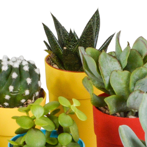 Image of Sukkulenten & Kakteen Mix 15 Pflanzen Ø5,5cm – pflegeleichtes Pflanzen Set für Urban Jungle, Fensterbank, Wohnzimmer & Büro