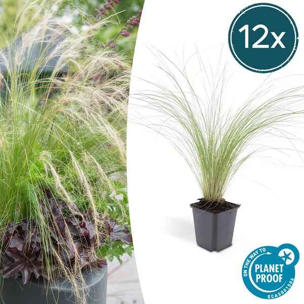 Image of Federgras Stipa tenuissima 'Pferdeschwänze' – ↕10-25cm – Ø9cm – 12 Pflanzen – Luftiges, pflegeleichtes Ziergras für Garten & Balkon – Blüte Mai