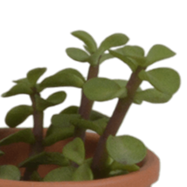 Image of Sukkulenten Mix 5 Pflanzen Ø5,5cm – pflegeleichtes Pflanzen Set für Urban Jungle, Fensterbank, Wohnzimmer & Büro-3