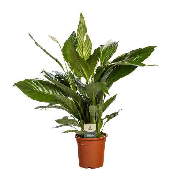 Image of Einblatt Spathiphyllum Bingo Cupido Zimmerpflanze Ø19cm ↕80cm – pflegeleichte Grünpflanze für Wohnzimmer, Büro & helle Standorte kaufen-0
