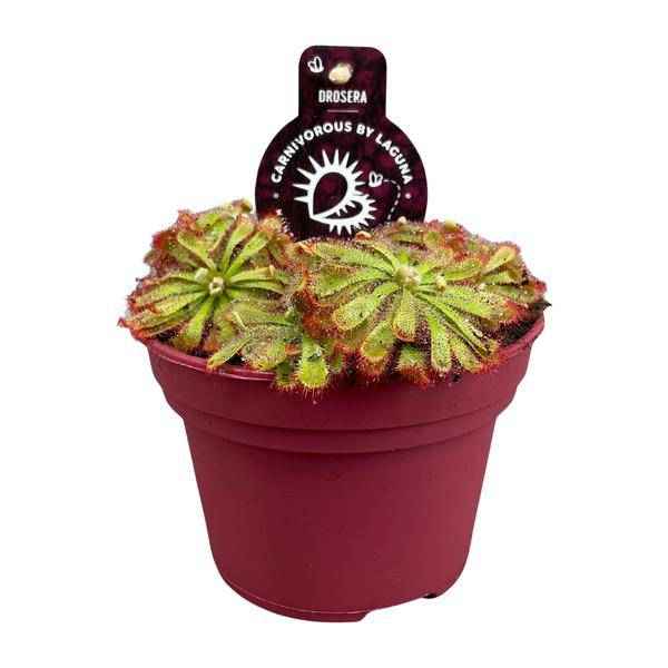 Image of Drosera Aliciae – Sonnentau – Ø12cm – Fleischfressende Pflanze – Zimmerpflanze für Insektenabwehr & Dekoration – Pflegeleicht & faszinierend
