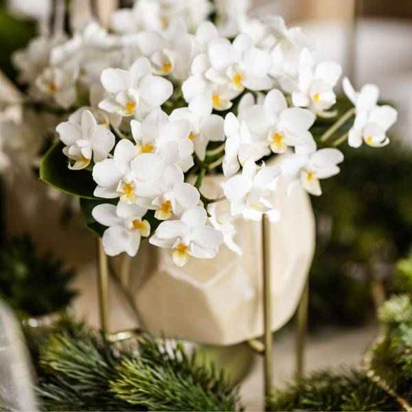 Image of Weiße Orchidee 'Nazaré' Zimmerpflanze Ø9cm – blühende Orchidee für Wohnzimmer, Büro & helle Standorte kaufen-2