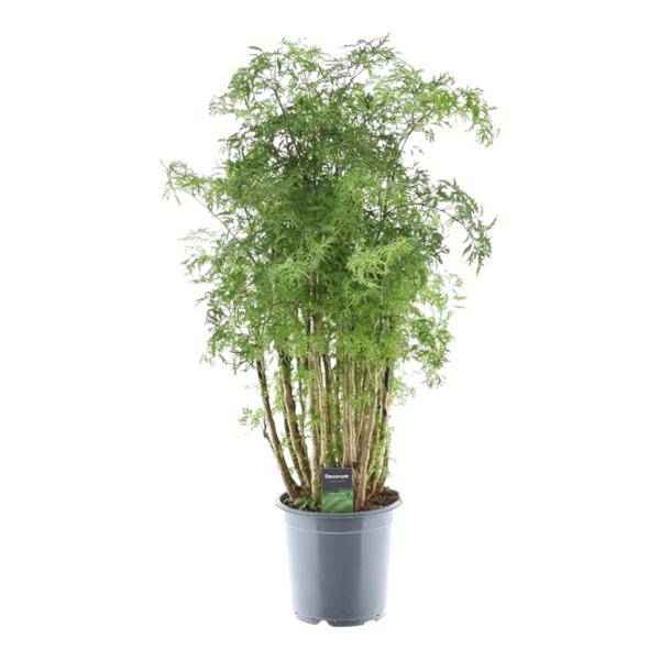 Image of Polyscias Hawaiiana Ming – Fiederaralie – Immergrüne Zimmerpflanze – Elegante Grünpflanze für Wohnzimmer & Büro – ↕90cm – Ø24cm-0