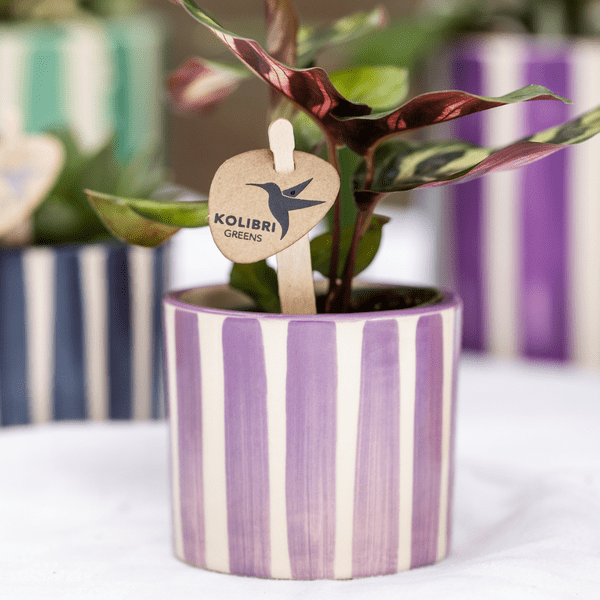 Image of Ziertopf Painted Stripe – Flieder – Ø6cm – Pflanzentopf aus Keramik – Dekotopf mit Streifenmuster