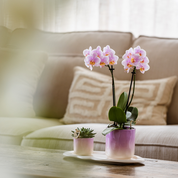 Image of Rosa Orchidee Phalaenopsis Andorra & Sukkulente im Keramik – Topf inkl. Tablett – Pflanzenset Valentine Gradience Pink-1