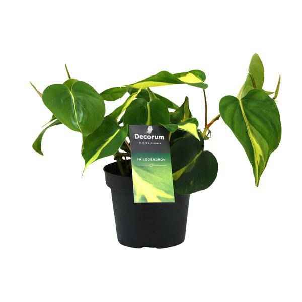 Image of Baumfreund – Philodendron Brasil Scandens – Zimmerpflanze – Ø12cm – ca. 20cm hoch – pflegeleichte Kletterpflanze für Wohnung, Büro & Innenräume-0