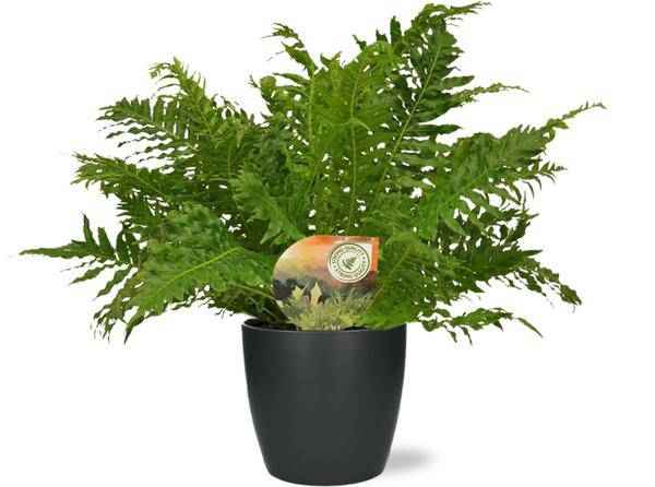 Image of Rippenfarn – Blechnum Silver Lady – Zimmerpflanze – Ø17cm – ↕50cm inkl. Übertopf