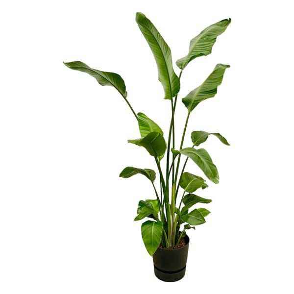 Image of Strelitzia Nicolai – Baum – Strelitzie – Zimmerpflanze ca. 180cm – Ø30cm – inkl. Pflanzgefäß Greenville Schwarz – Weißer Paradiesvogel