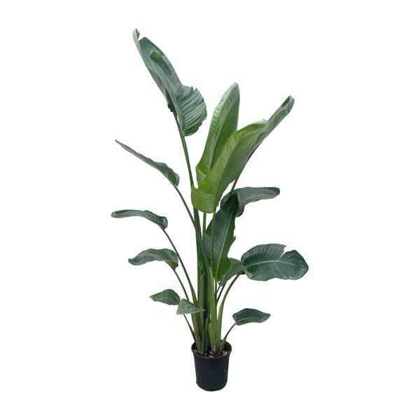 Image of Baum – Strelitzie – Strelitzia Nicolai – Zimmerpflanze 210cm – Ø27cm – Weißer Paradiesvogel mit großen grünen Blättern-0