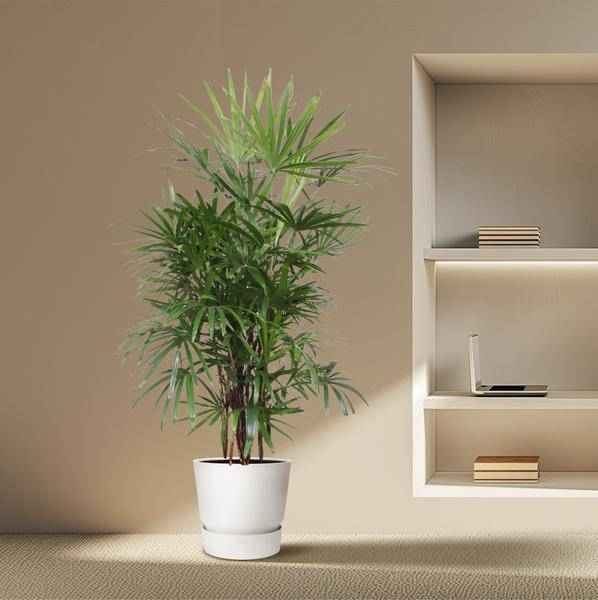 Image of Steckenpalme – Rhapis Excelsa – Zimmerpflanze 190cm – Ø34cm – Pflegeleichte Damenpalme für Wohnzimmer, Büro & Wintergarten – Luftreinigende Palme-3